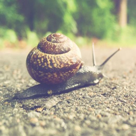 A garden snail