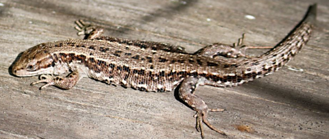 A viviparous lizard