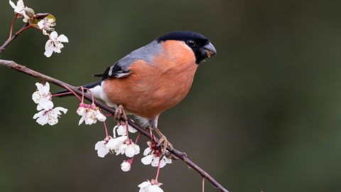 A male chaffinch sits on a branch in full flower