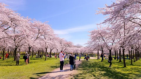 Baarssen Fokke/Alamy Amsterdamse Bos is more than three times the size of Manhattan's Central Park (Photo: Baarssen Fokke/Alamy)