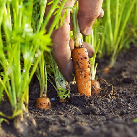 Growing carrots