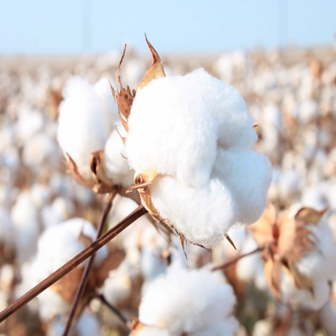 Cotton plants