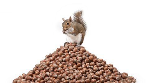 A squirrel stood on top of a huge pile of hazelnuts.