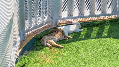 A brown rabbit naps with a white rabbit on the grass in the sun.