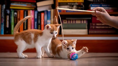 Two ginger-and-white kittens playing with a toy on a string - one looks reluctant while the other is engaged and swiping.