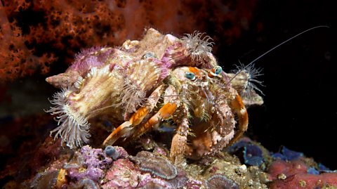 A hermit crab whose shell is covered in jewelled anemones.
