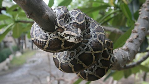 A Burmese python coiled around a tree branch.