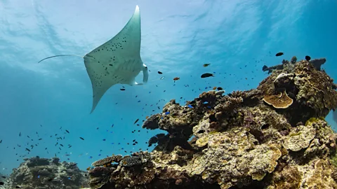 Colin Baker Lady Elliot Island one of the best places in the world to swim with manta rays (Credit: Colin Baker)