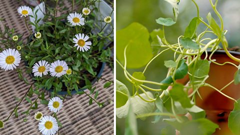 Erigeron or Mexican fleabane, a daisy-like plant, and nasturtium, a trailing plant that is edible from its seed to its leaf to its flower.