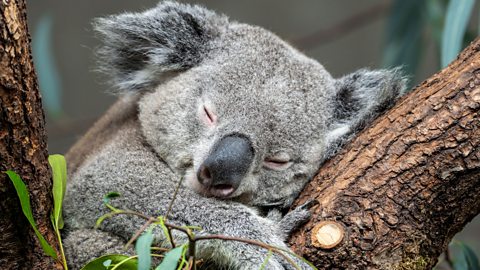 Close up of a sleeping koala hugging a treebranch.