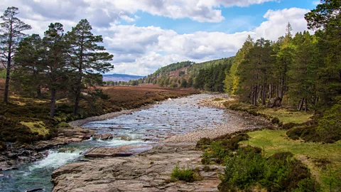 Karen Appleyard/Alamy The River Dee was once surrounded by an ancient Caledonian Forest, but many of its trees were removed centuries ago (Credit: Karen Appleyard/Alamy)