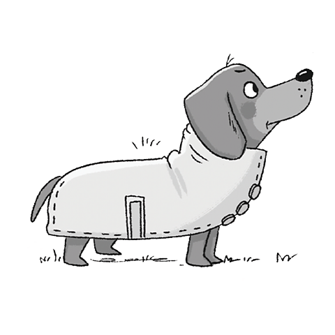 Michael the Mind-Reading Sausage Dog in his coat