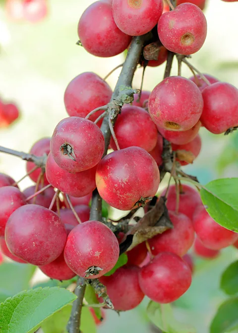 The 'Champagne' of apple cider