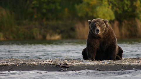 A lone female brown bear sits alone on a patch of gravel by a river, facing the camera