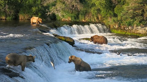 A group of brown bears fishing for salmon at a waterfall on a river