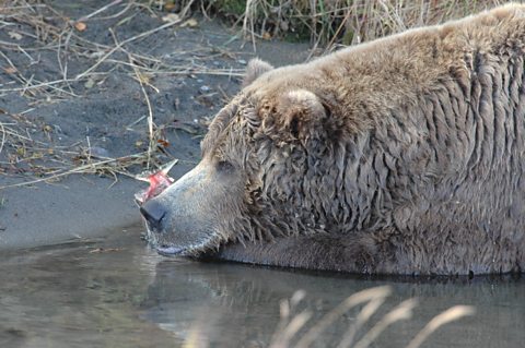 A large brown bear lying down with its head resting on its paws and a salmon in its mouth