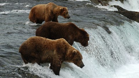 Three brown bears wait at the top of a waterfall for salmon to catch