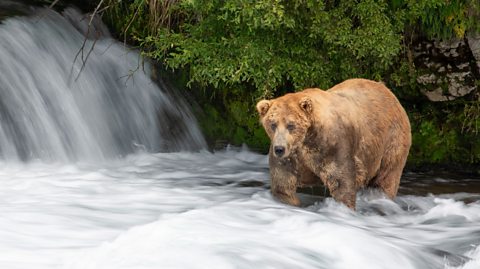 A large brown bear called Otis stands in a river by a waterfall