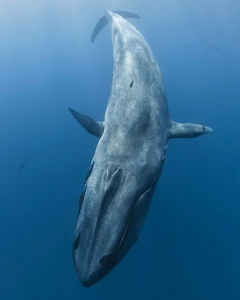 Alamy Knowing that a new population of pygmy blue whales exists is good news for their conservation (Credit: Alamy)