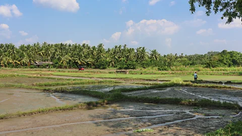 Zinara Rathnayake The tank cascades are helping farmers in Sri Lanka grow rice year-round, even during periods of drought (Credit: Zinara Rathnayake)