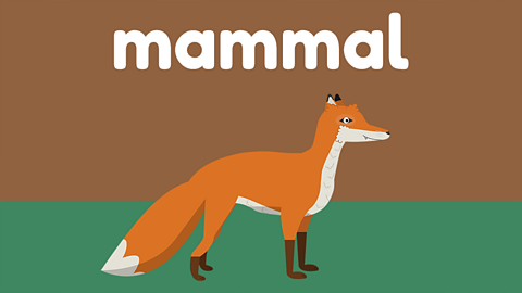 A golden fox beneath the word 'mammal'