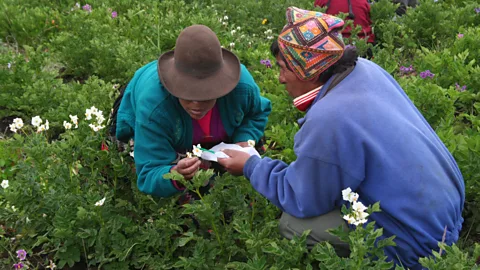 Andes The farmers in Peru's potato park are breeding climate-resilient potato varieties (Credit: Andes)