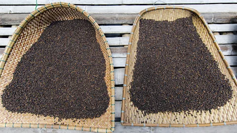 Liam Bunce/Alamy Pepper is now grown throughout Sarawak amongst fruit trees, rice paddies and vegetables (Credit: Liam Bunce/Alamy)