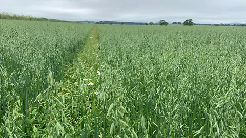 Honest Oats Rewilding of oats creates a huge boost in biodiversity (Credit: Honest Oats)