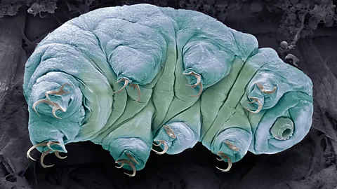 Getty Images Tardigrades – also known as water bears – are astonishingly hardy creatures, capable of surviving many of the conditions experienced in space (Credit: Getty Images)