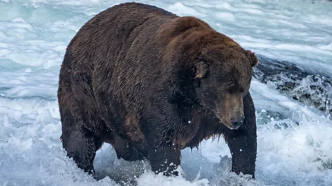 L. Law Bear 747 tipped the scales at an estimated 1,400lbs (635kg) when he won Fat Bear Week in 2022 (Credit: L. Law)