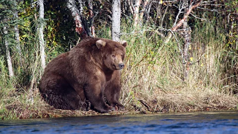 NPS Photo/A. Ramos Beadnose – bear 409 – sitting beside a river (Credit: NPS Photo/A. Ramos)