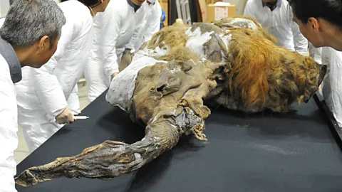 Getty Images Scientists have been able to decode the DNA of ancient animals preserved in bogs or ice – some up to a million years old (Credit: Getty Images)