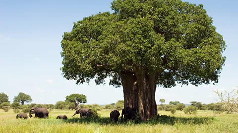 Alamy Baobab trees in Africa are an instantly recognisable part of the Savannah landscape, providing vital shade for the animals that live there (Credit: Alamy)