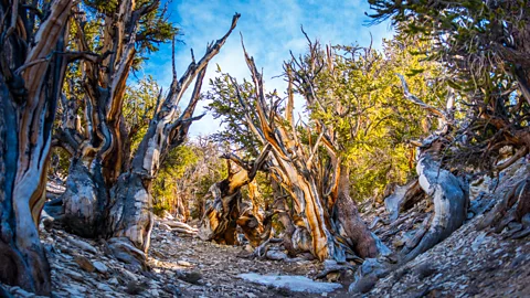 Getty Images The gnarled, slow-growing Bristlecone pine of the Great Basin are thought to be the oldest living trees on the planet (Credit: Getty Images)