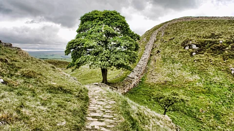 Getty Images The tree at sycamore gap in Northumberland before it was felled (Credit: Getty Images)