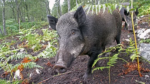 FLPA/Alamy There are now 4,000 native plant and animal species on the estate, including feral pigs (Credit: FLPA/Alamy)