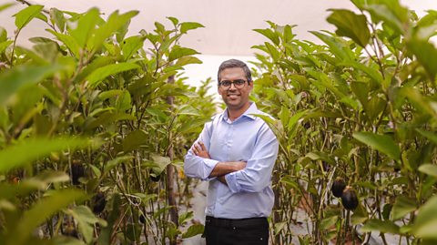 Kheyti co-founder and CEO Kaushik Kappagantulu is stood among some green-leaved crops in one of his greenhouses in a box.