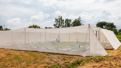 A plastic sheet covers a steel structure to form a greenhouse, part of the Kheyti company's Greenhouse in a box scheme. The company's co-founder Kaushik Kappagantulu is stood inside the greenhouse inspecting crops with farmers. The land around the greenhouse is very dry.