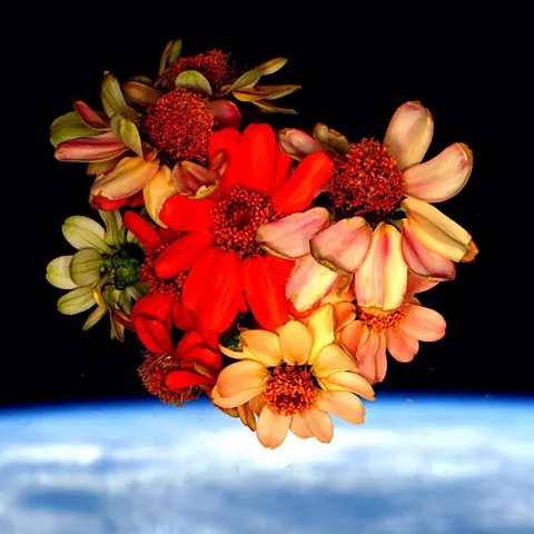 Nasa/ Scott Kelly In 2016, astronauts grew zinnias aboard the ISS – but they may not have been the first flowers to bloom in space (Credit: Nasa/Scott Kelly)