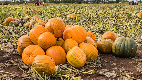 Getty Images Pumpkins provide a wide range of nutritional and medicinal benefits (Credit: Getty Images)