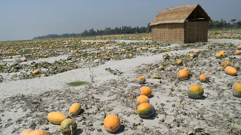 Nazmul Chowdhury In Bangladesh, pumpkins are being grown in mini deserts to help tackle food insecurity, unemployment and malnourishment (Credit: Nazmul Chowdhury)