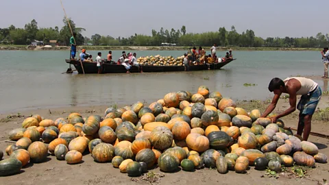 Nazmul Chowdhury Pumpkins are a drought-tolerant, nutritional and versatile crop (Credit: Nazmul Chowdhury)