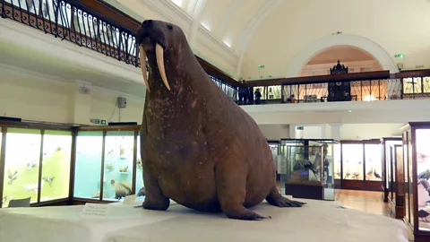 Shafik Meghji The Horniman Walrus is the Horniman Museum's most famous resident and can be seen perched on top of a model iceberg (Credit: Shafik Meghji)