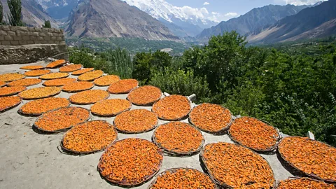 Marcia Chambers/Alamy Apricots drying in the Hunza Valley