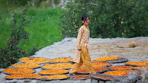 Jinho Choi/Alamy The Hunza diet is instinctively reliant on fruit (Credit: Jinho Choi/Alamy)