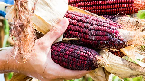 Peter Frank Edwards/ Redux/eyevine Photo of Jimmy Red corn