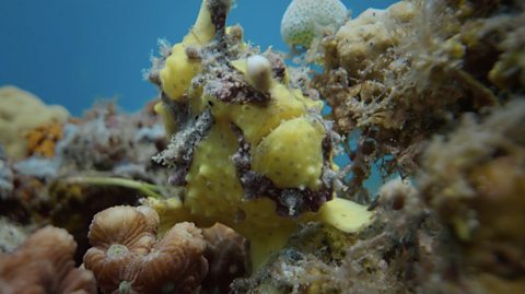 Dauin 'frogfish' makes an appearance in Planet Earth III