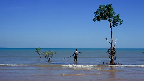Getty Images A Tiwi local spearfishes on Bathurt Island, Northern Territory, Australia. Scientists have been working with indigenous communities to study coastal erosion (Credit: Getty Images)