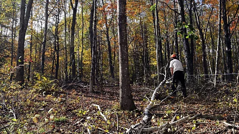 Getty Images White birch is felled in Maine as part of a community forest management programme to boost populations of sugar maple trees (Credit: Getty Images)