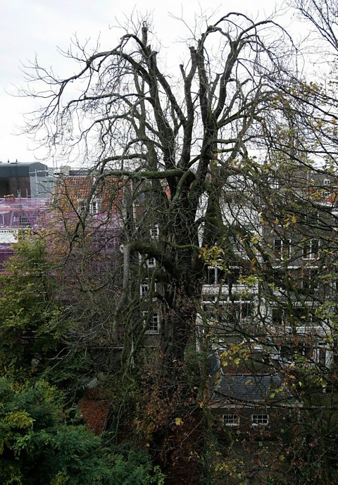 A photo of a large chestnut tree with bare branches, with tall buildings in the background